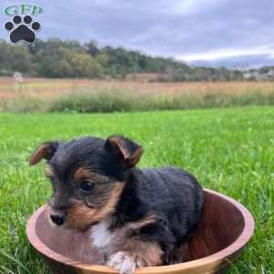 Oliver, Yorkie Puppy